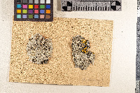 Lecanora leptyrodes image