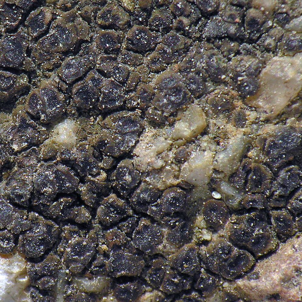 Acarospora oligospora image