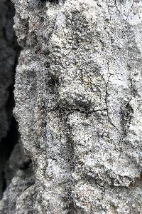 Image of Inoderma byssaceum