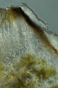 Myriospora westbergii image