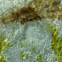 Myriospora westbergii image