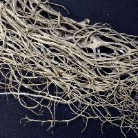 Ramalina anceps image