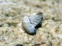 Calopadia editiae image