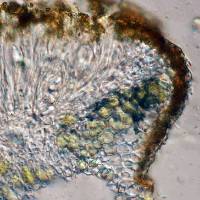 Squamulea osseophila image