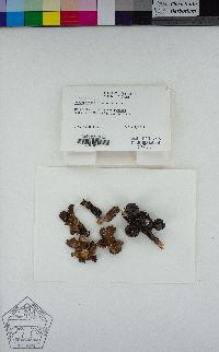 Lobaria anomala image