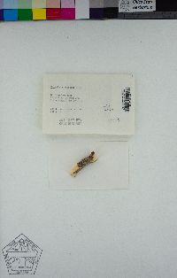 Physcia adscendens image