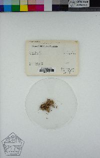 Cladonia boryi image