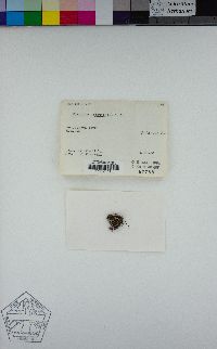 Image of Cladonia cristatella