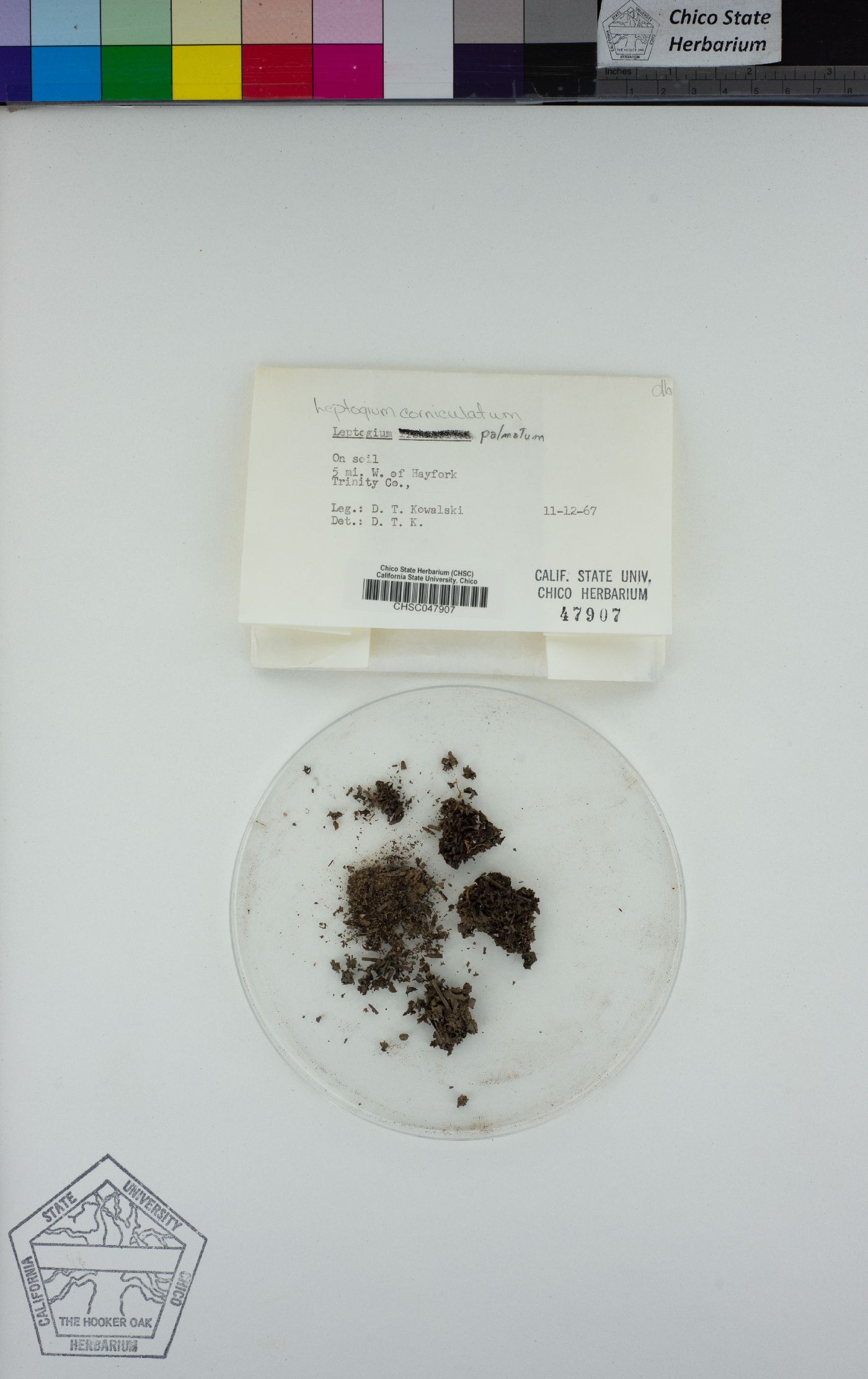 Leptogium corniculatum image