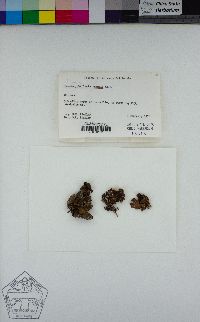 Lobaria anomala image