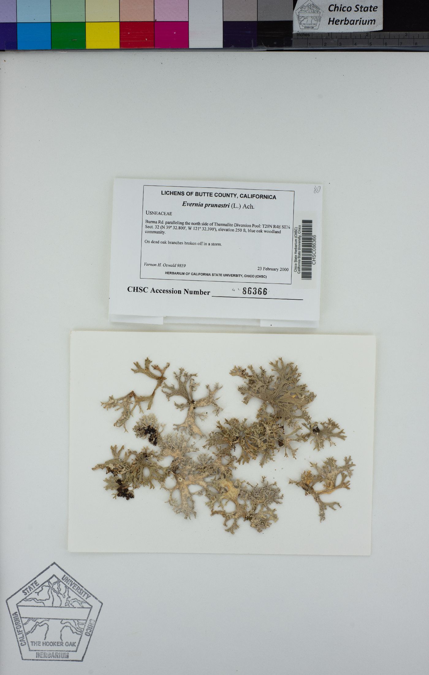 Evernia prunastri image