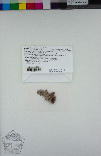Parmelia hygrophila image