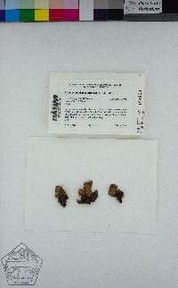 Pseudocyphellaria anthraspis image