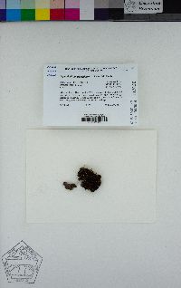 Leptochidium albociliatum image