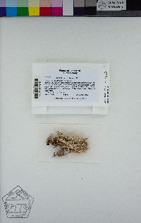 Image of Cladonia multiformis