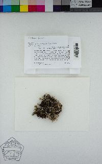 Image of Cladonia furcata