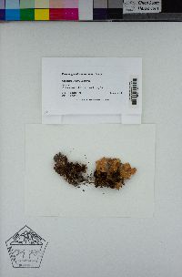 Lobaria anomala image