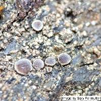 Lecanora cenisia image