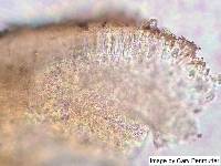 Lecanora cenisia image