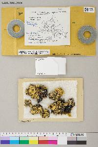 Asahinea chrysantha image