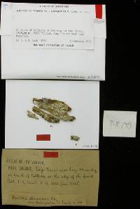 Bacidia spirospora image