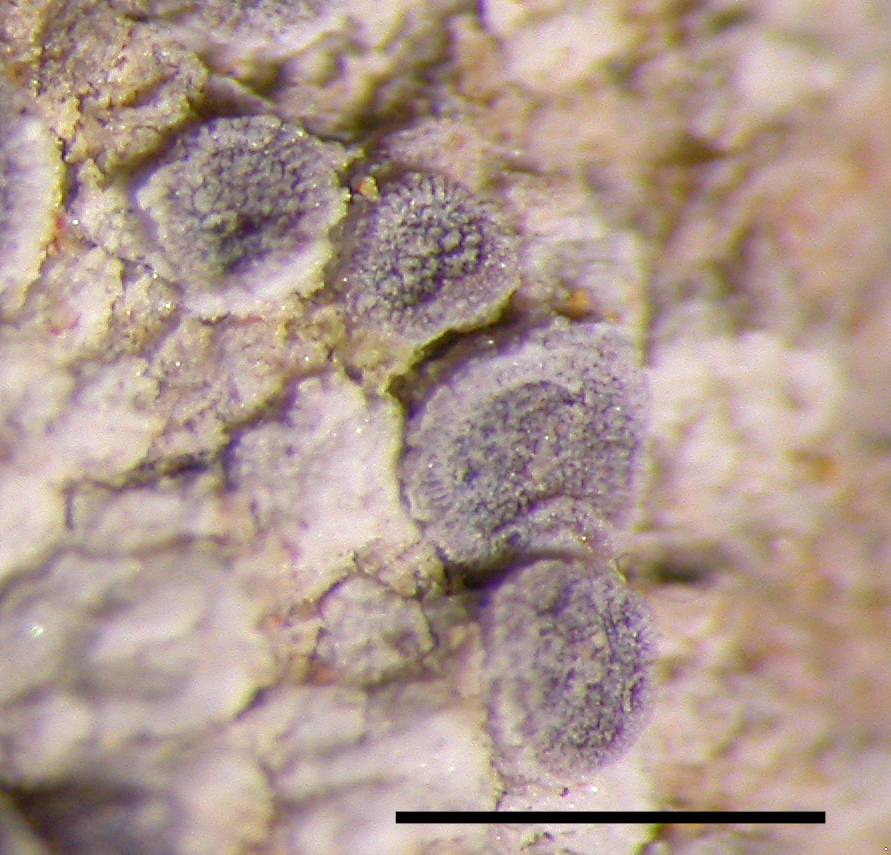 Myriolecis carlottiana image