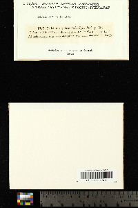 Calicium notarisii image