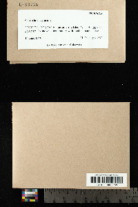 Cetraria ericetorum image