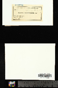 Cladonia rangiformis image