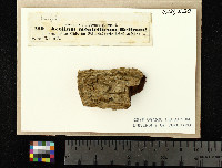 Pyrgidium montellicum image