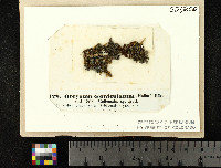 Image of Obryzum corniculatum