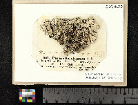 Parmelina carporrhizans image