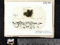 Scytinium lichenoides image