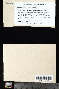 Cladonia ochrochlora image