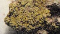 Image of Lecanora reagens