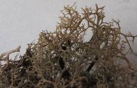 Cladonia subtenuis image