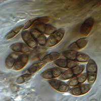 Diploicia endopyxinea image