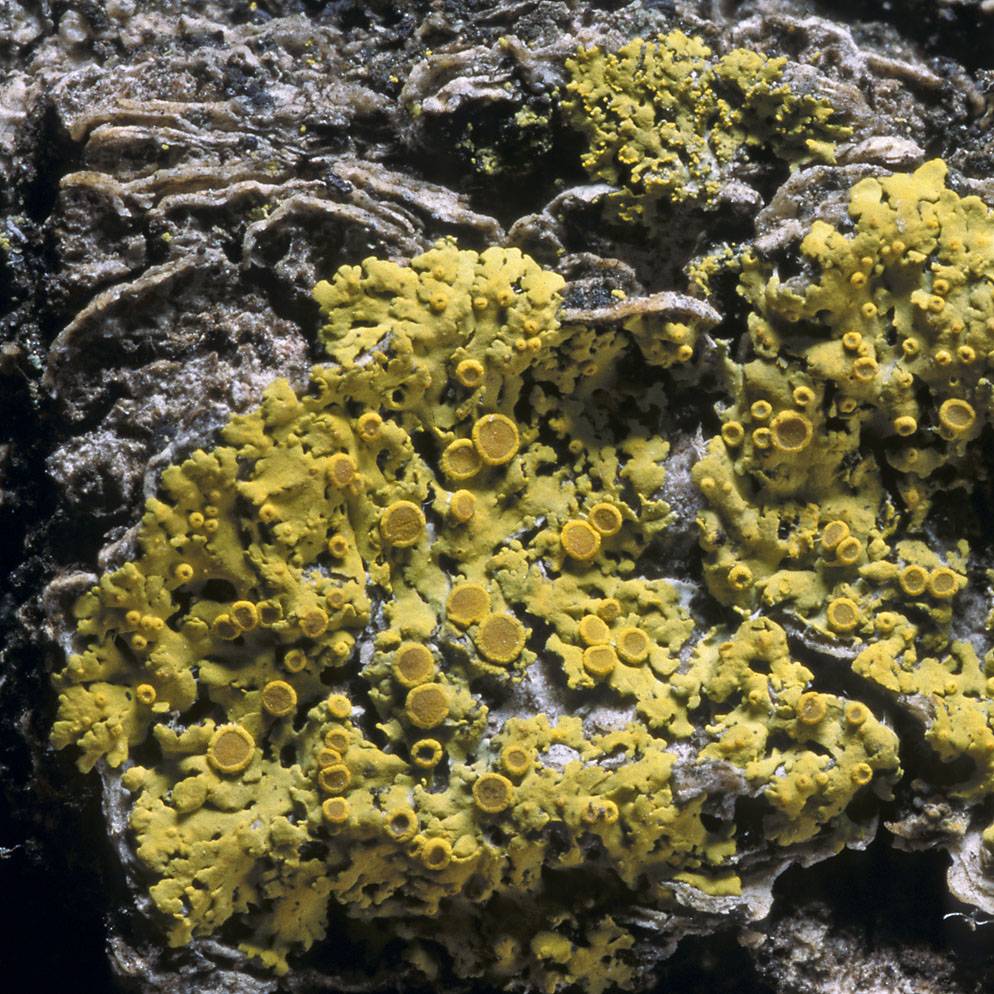 Candelaria fibrosa image