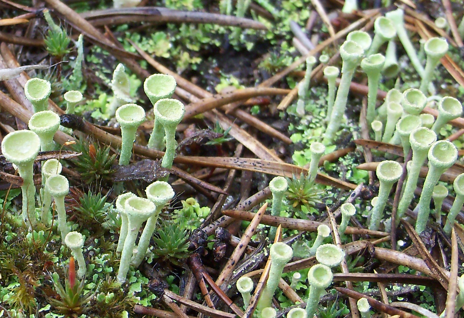 Cladonia fimbriata image