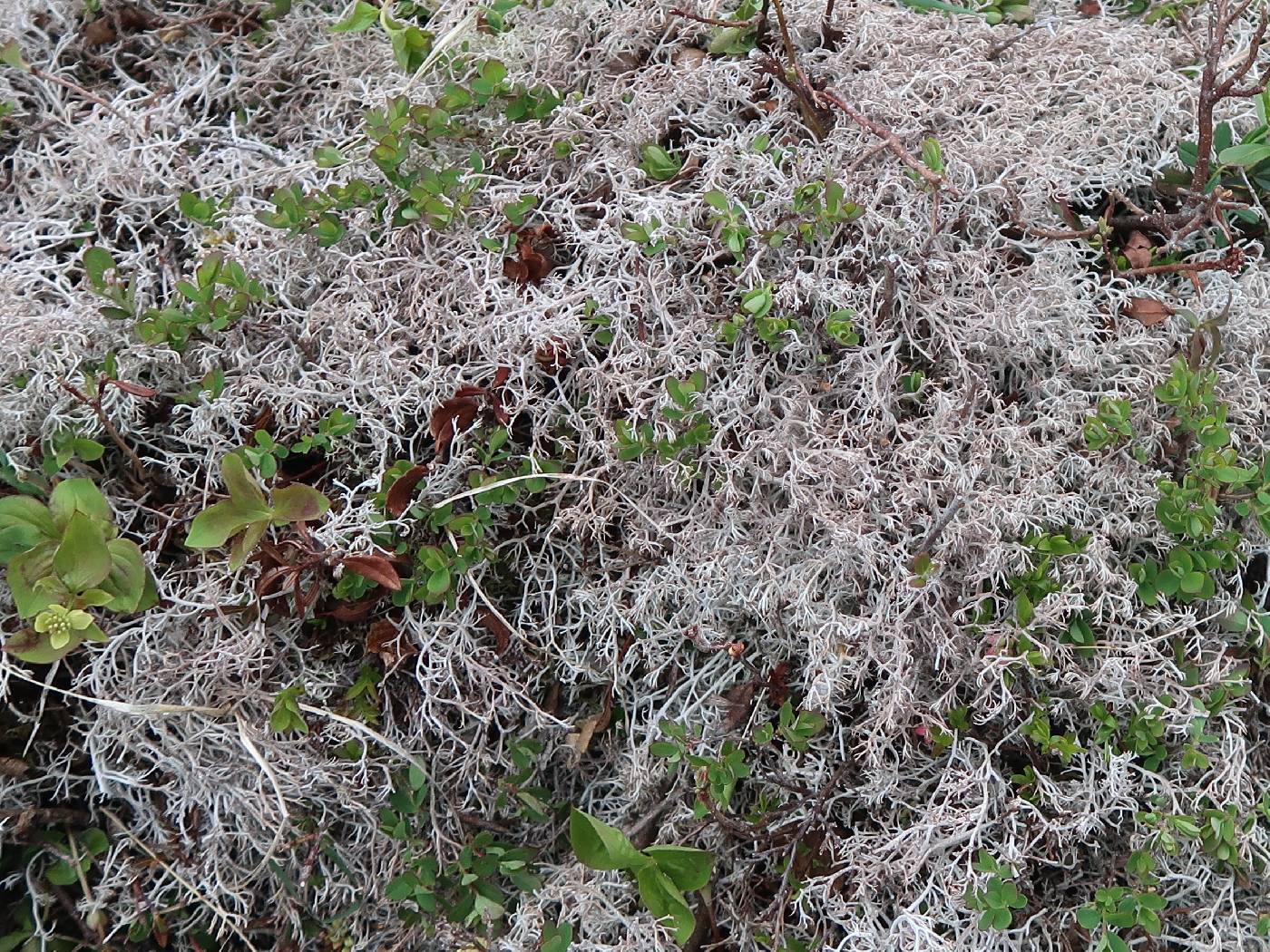 Cladonia oricola image