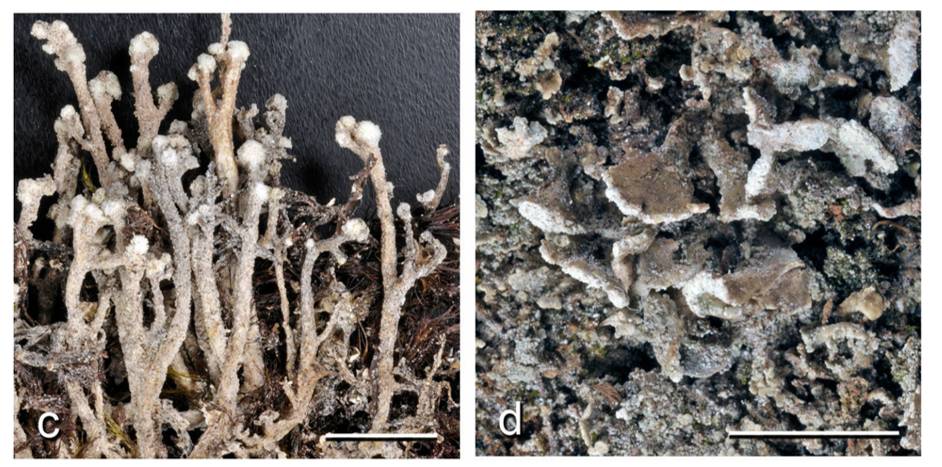 Cladonia dactylota image