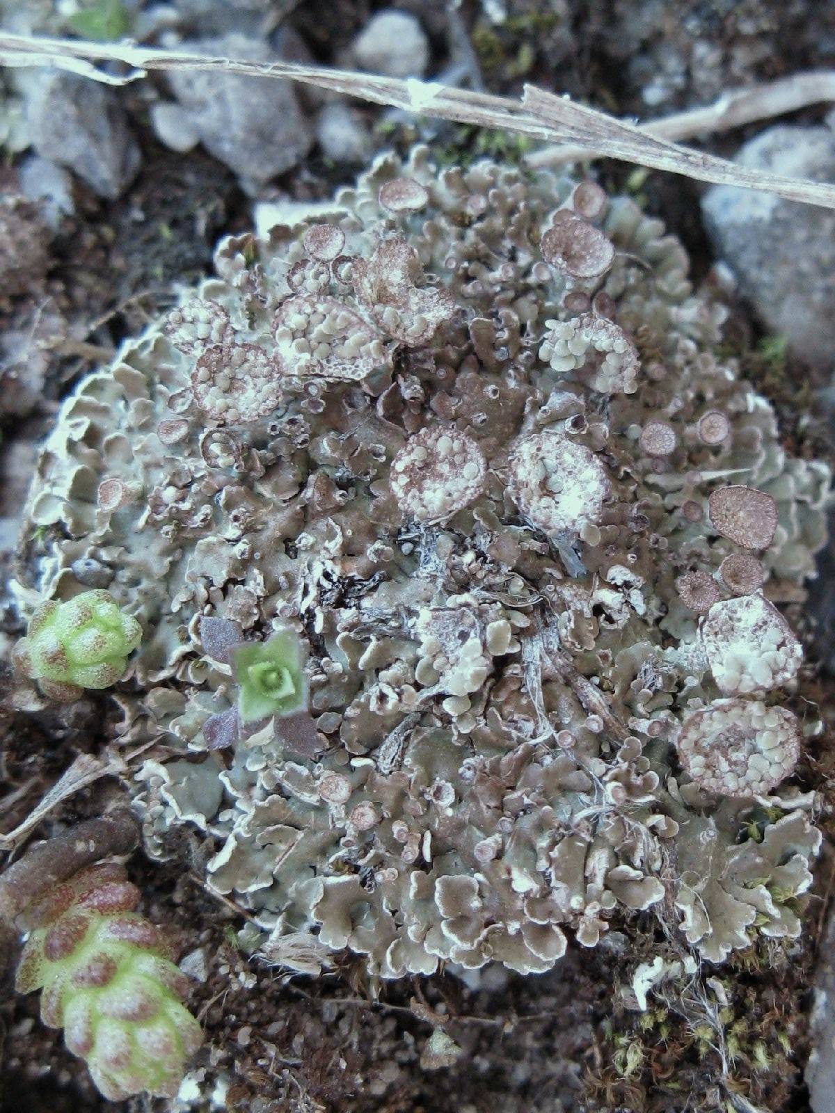 Cladonia pocillum image