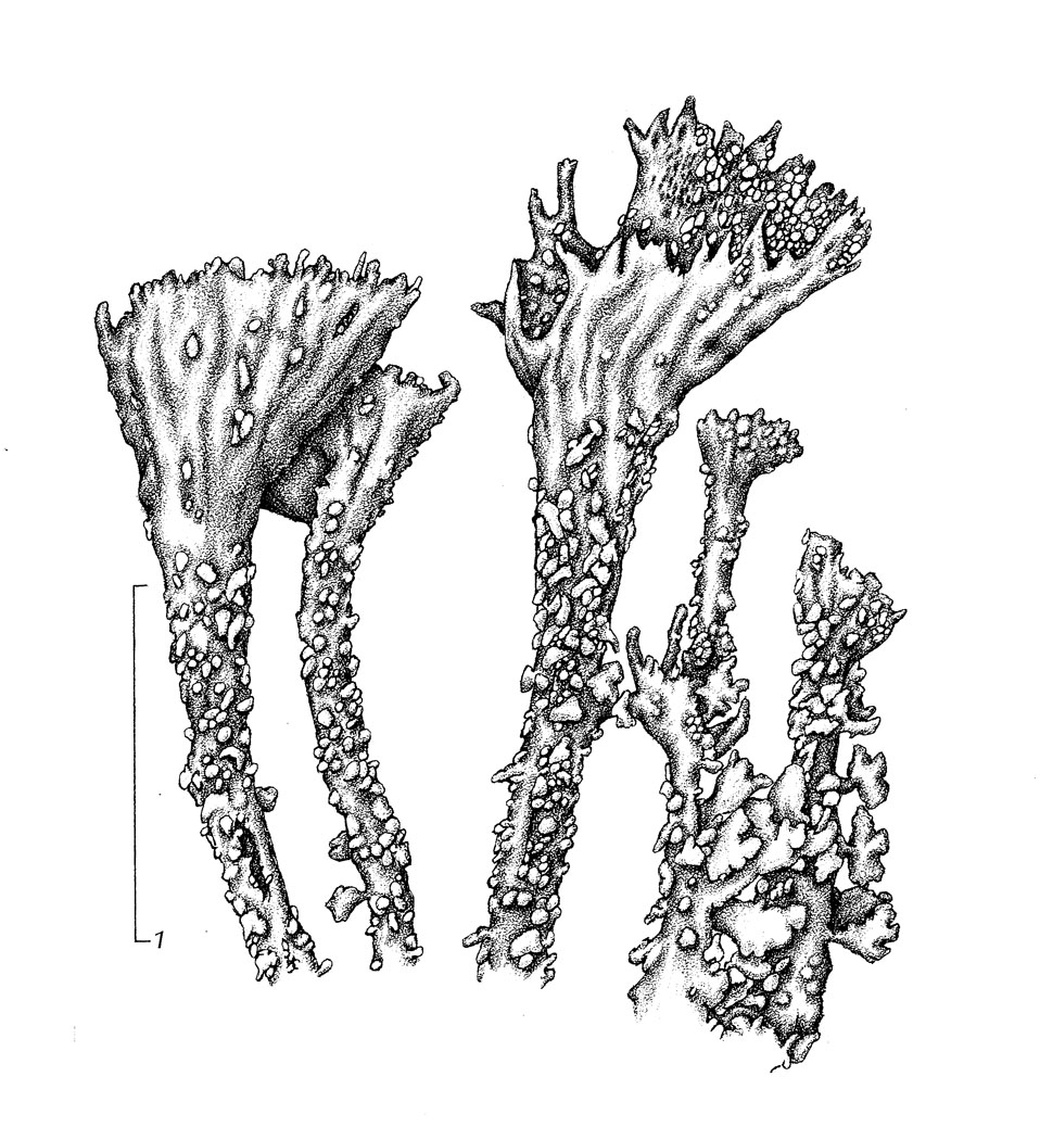 Cladonia humilis image