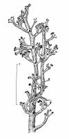 Image of Cladonia mitis