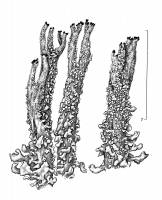 Cladonia acuminata image