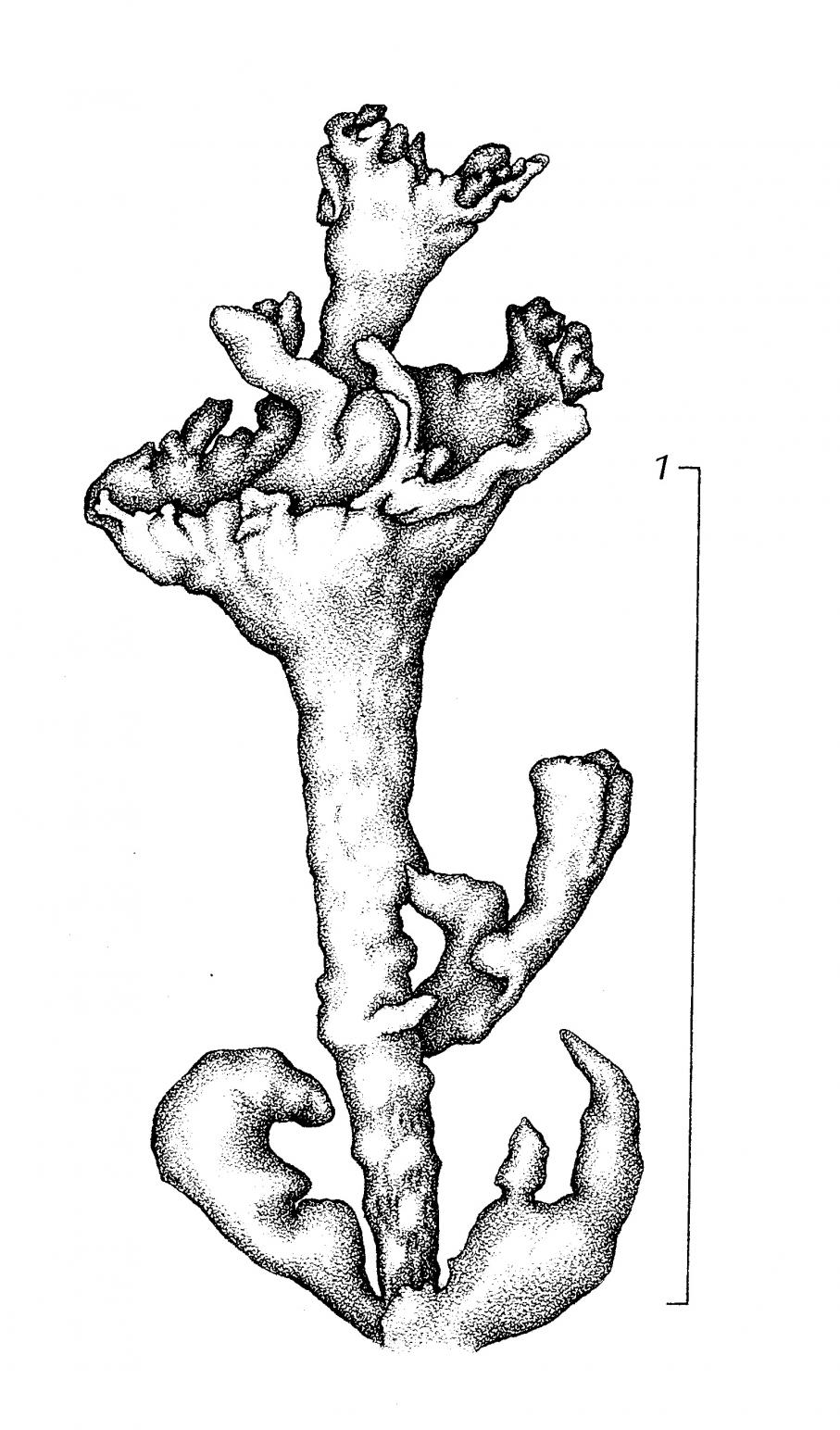 Cladonia subcervicornis image