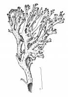 Image of Cladonia thomsonii