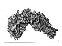 Enchylium polycarpon image