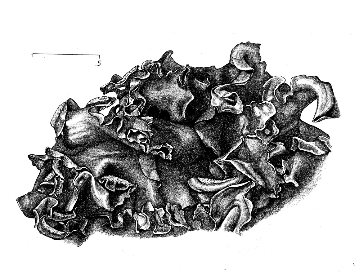Leptogium arcticum image