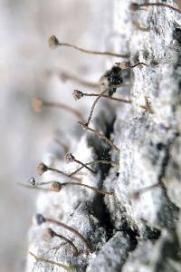 Image of Sclerophora farinacea
